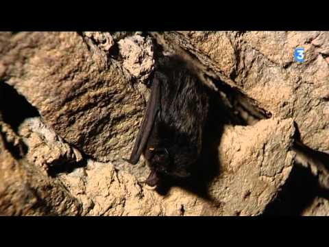 Vidéo: Où la chauve-souris hiberne-t-elle et comment le fait-elle ?