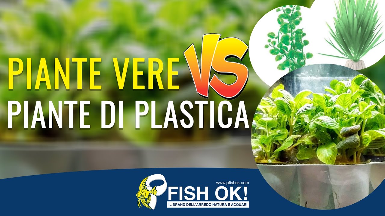 Piante vere o Piante di Plastica?  Pillole di Acquariologia Fish Ok! 