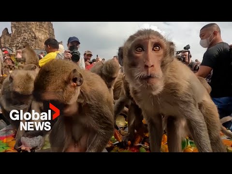 Thousands of monkeys in Thailand celebrated with $2800 buffet feast