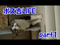 保護猫ボス吉、母だけに見せる無邪気な様子 part1 Boss cat life Part 1