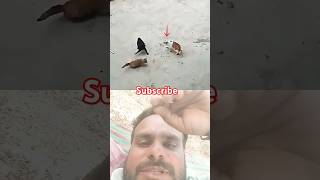 cat😺ninja attack and cat#trendingshorts#wildlifeentertainment#animals#wildlife#animallife#roopesh