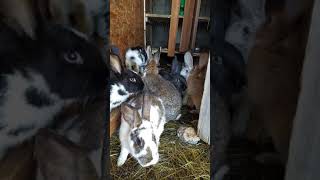 Funny Baby Bunny Rabbit Videos 5 - Cute Rabbits Compilation 2021