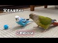 誰にも渡したくない大事なボールをごまにだけは貸してあげるインコ
