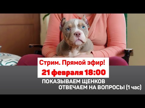 Видео: Сохраняйте спокойствие своей собаки 4 июля с шумоподавляющим питомником Ford