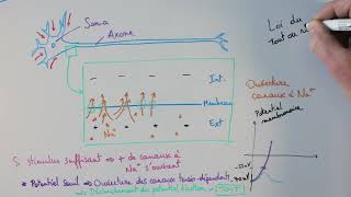 Parcours du potentiel d'action le long de l'axone