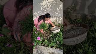 Garden Growing Goose Gr Herb Picking Harvesting Cleaning For Juce Boost Health Naturaly