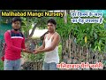 Malihabad mango nursery || Malihabad nursery || Malihabad mango || Anuj Krops