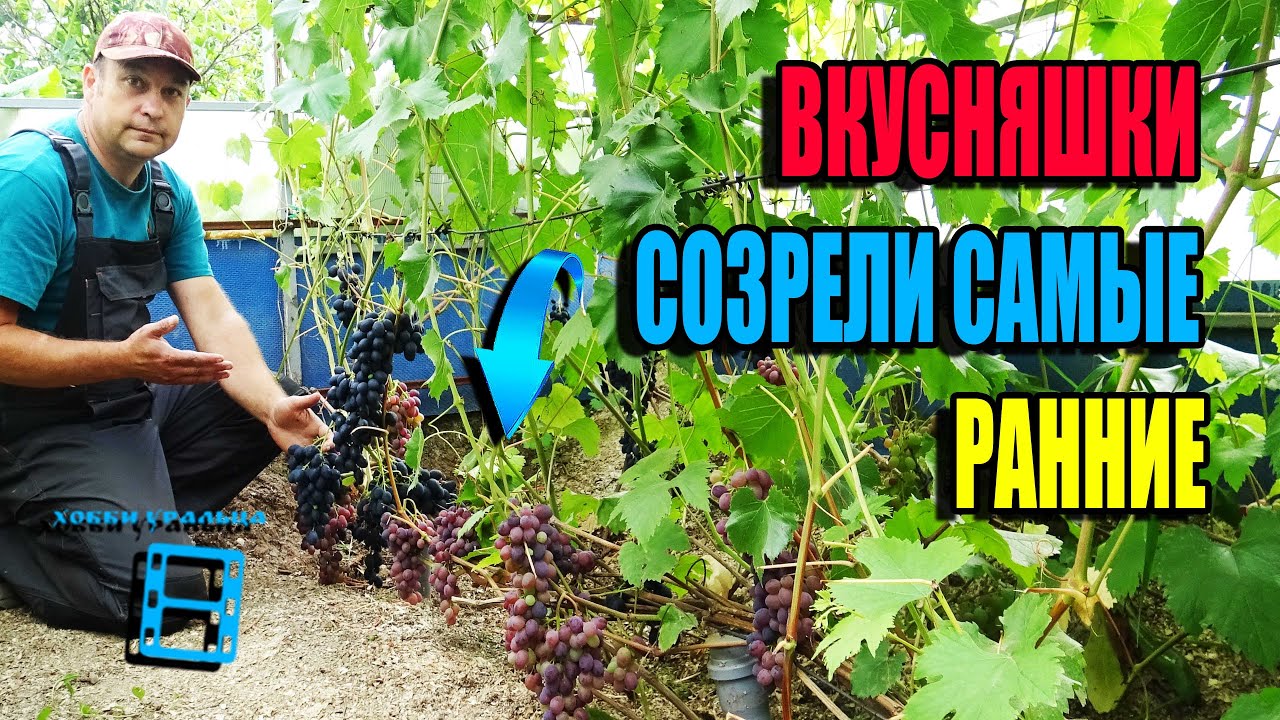 РАННИЕ СОРТА ВИНОГРАДА (ВИНОГРАД ОПИСАНИЕ) СОЗРЕЛИ НА 14 АВГУСТА ...