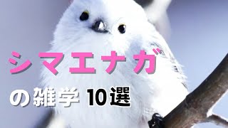 シマエナガの雑学10選 by シンプル雑学 22,389 views 5 months ago 2 minutes, 36 seconds