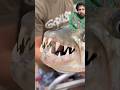 Bahut Sundar Machhli Hai Fishingshortvideo Machhli Machi Machhi Viralfish Indianfishing Bahut Sundar Machhli Hai Fishingshortvideo Machhli Machi Machhi Viralfish Indianfishing