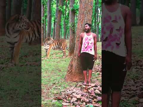 Tiger Attack 😲