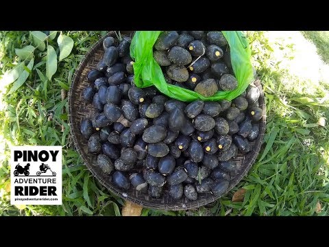 About the Pili Nut from BICOL