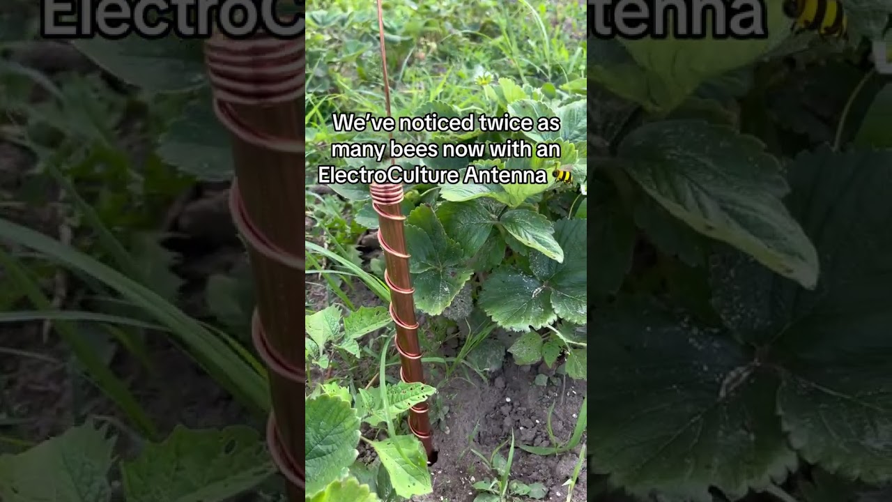 Side by side Electro Culture comparison 💛 