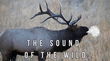 Yellowstone Elk: Fascinating Facts & the Sounds of the Wild