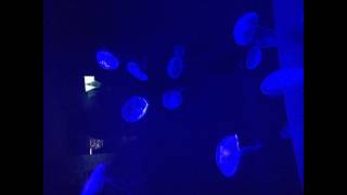 20260221 BLUE / LOSTAGE (copy)