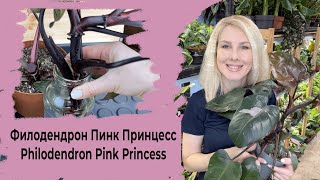 Филодендрон Пинк Принцесс Philodendron Pink Princess