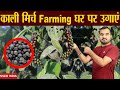 Cultivation of black pepper black pepper farming  grown kali mirch at home cultivation of black pepper chilli