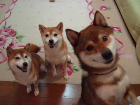 柴犬ひかりといちごとめろんの ダブルなんでやねん Youtube