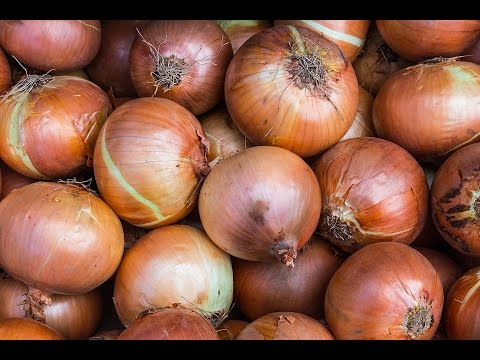 Zwiebeln stecken │ Stuttgarter Riesen im Garten ♡♡♡