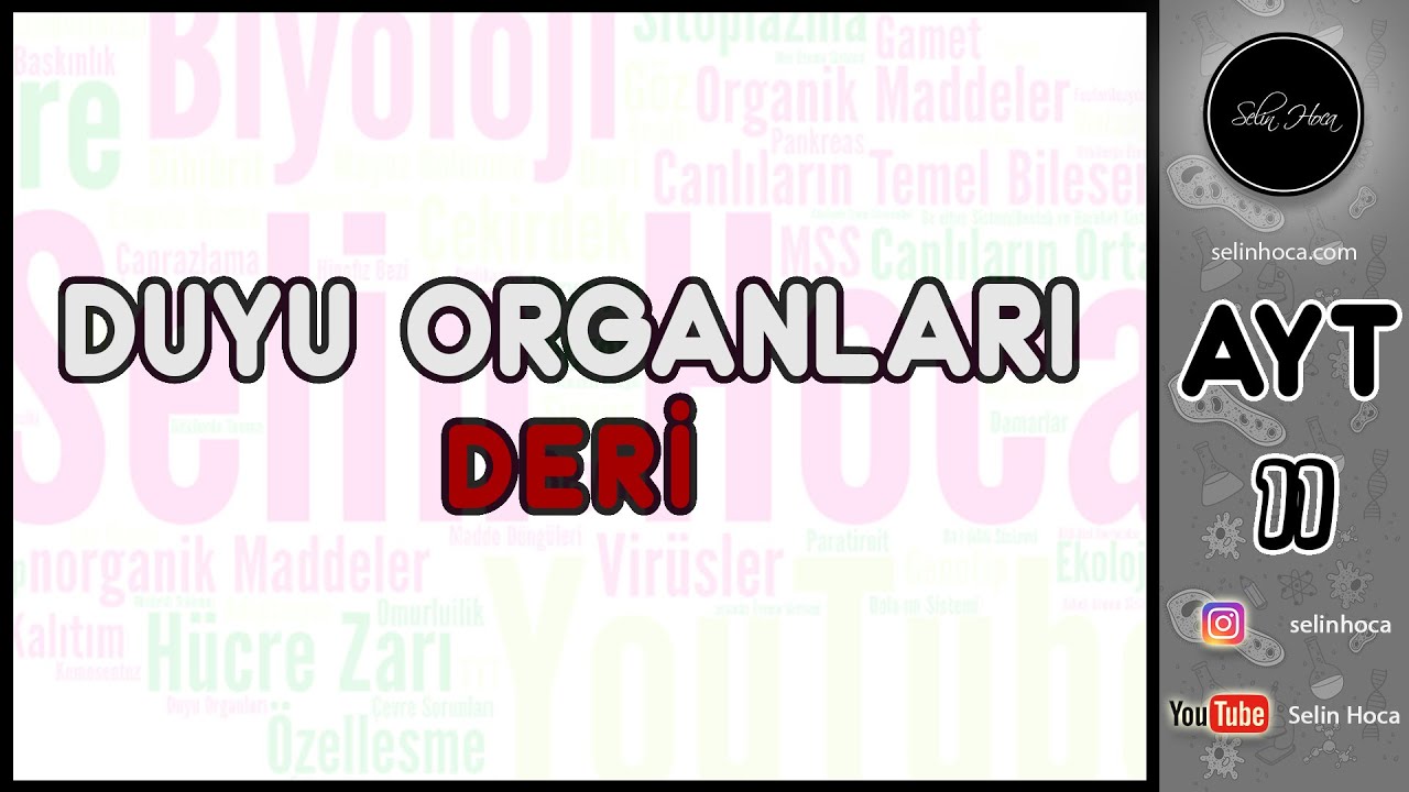 12) Duyu Organları - Deri
