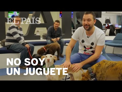 Vídeo: Com Protegir Una Mascota Al País