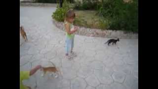 Котята разбежались кто куда, Египет 2010г, kittens Котята разбежались кто куда, Египет 2010г, kittens