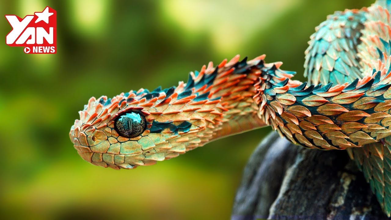 Những hình ảnh đẹp ma mị của rắn  Loài sát thủ thầm lặng