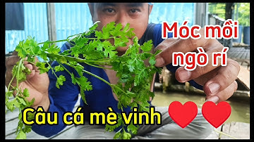 Hướng dẫn móc mồi Ngò Rí | câu cá mè Vinh sông hiệu quả ## Fishing with vegetables