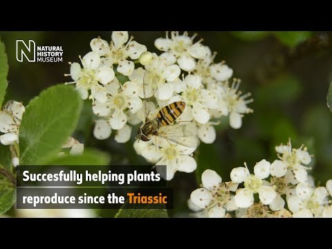 Video: Ako opeľujú muchy – prečítajte si o typoch opeľujúcich múch