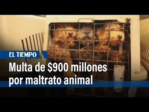 Histórica multa de $900 millones por maltrato animal en Funza | El Tiempo