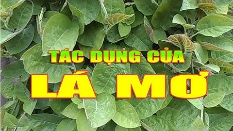 ĐIỆN BIÊN - Tác dụng của lá mơ | Vị thuốc quanh ta