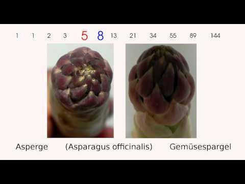 Fibonacci dans les parastiches