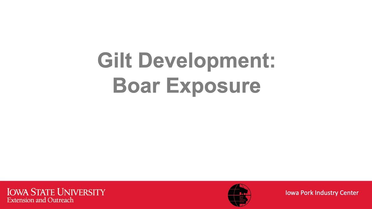 Gilt Development Series: Boar Exposure - YouTube