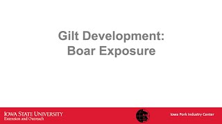 Gilt Development Series: Boar Exposure