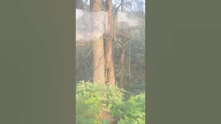 Love tree😱॥A magical tree⁠ ‪@RKR_Vines‬ #shorts #ytshorts #explore