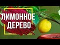 10 Причин Почему Сохнет Цитрусовое Дерево  🍊 Советы По Уходу За Лимоном Дома 🍋 сад