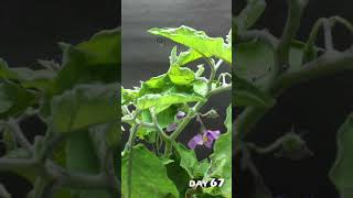Long Eggplant Growing Time Lapse - 110 Days in 55 Seconds