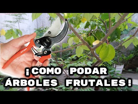 Video: Poda de árboles frutales en macetas: cuándo podar árboles frutales en macetas