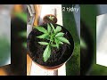 Kalashnikova autoflowering indoor balkn czech lto 2018