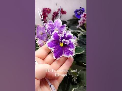 Фиалка ЛЕ-Галактический Шторм - YouTube
