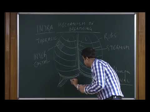 Bio class 11 unit 16 chapter 02  human physiology-breathing and exchange of gases   Lecture -2/4
