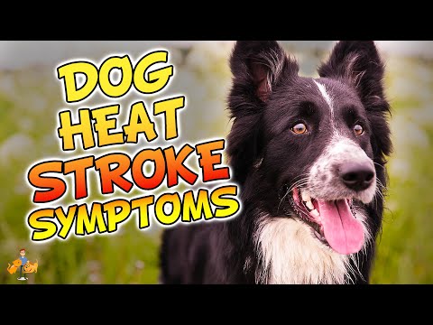 Video: 5 Tanda Anjing Anda Tertekan (dan Bagaimana Meringankannya)