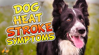 Top 5 Symptoms of Heatstroke in Dogs (don't let your dog DIE!)  Dog Health Vet Advice