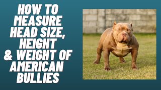 Paano sukatin ang height, weight & headsize ng American Bully?