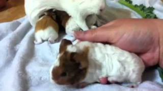 Baby guinea pigs 1 week old