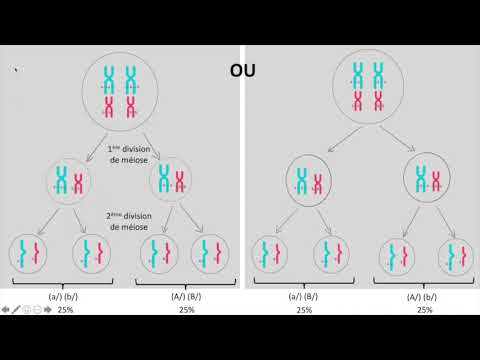 Vidéo: Que se passerait-il si les chromosomes homologues ne s'appariaient pas ?