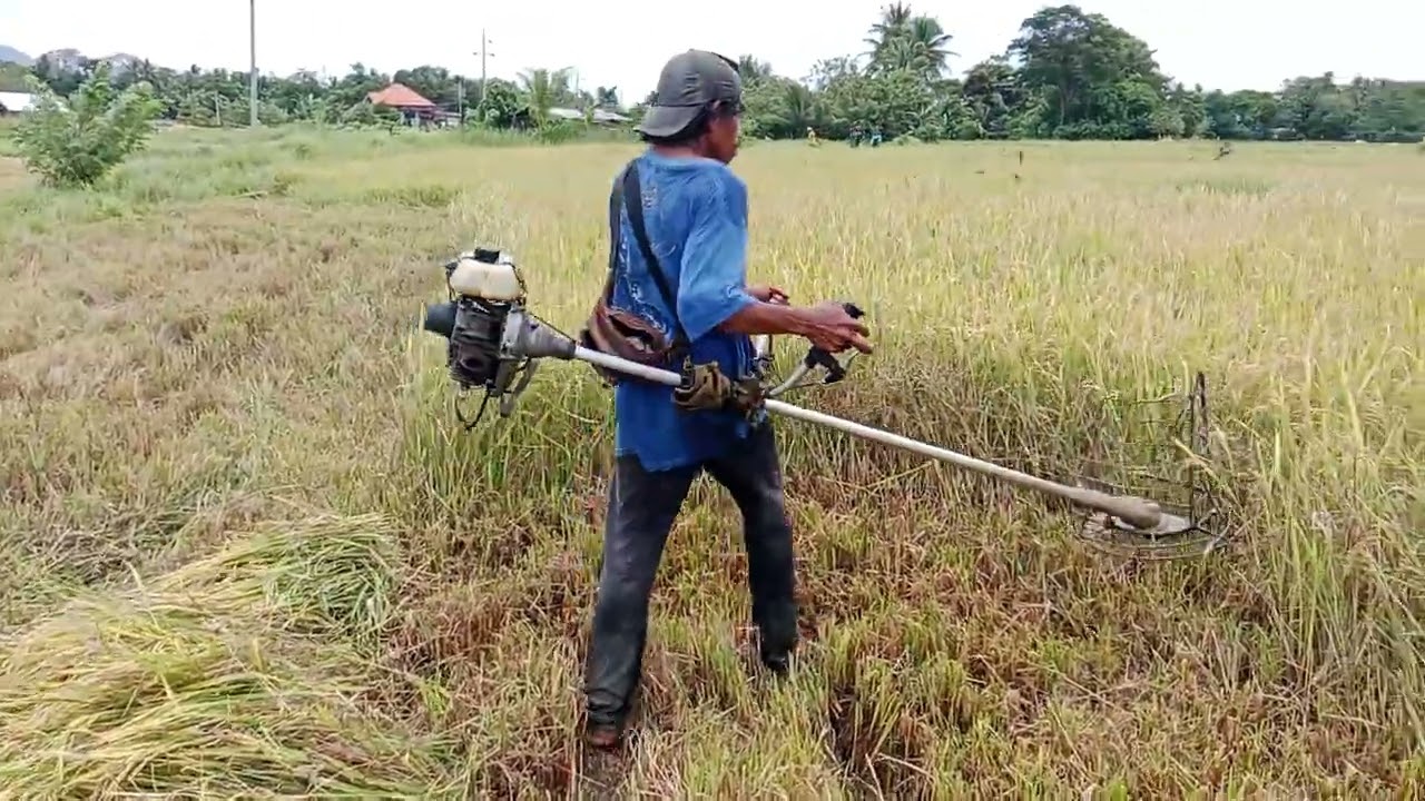 Katpat lng na sa amung baskn nag Ani palay