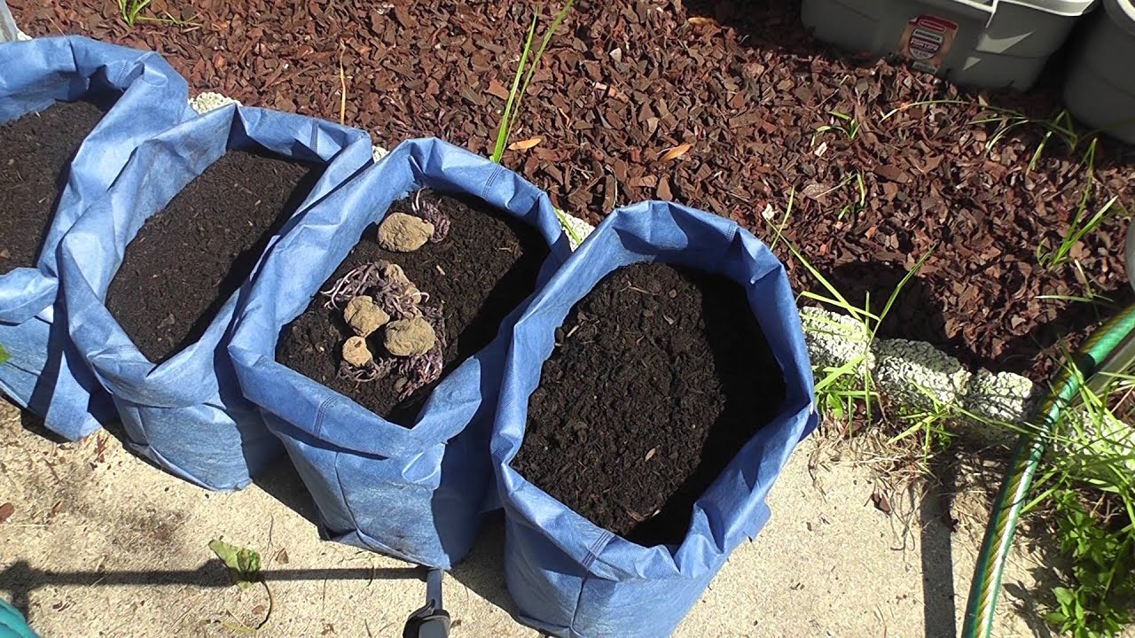 Planting my "All Blue" potatoes (Part 1)