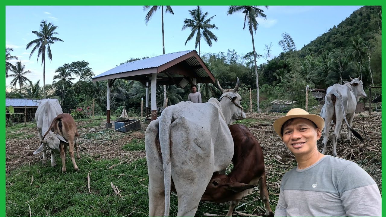 ParaNg STOCKYARD TUWING UMAGA..KANYA-KANYANG DISKARTE ANG MALILIIT NA BAKA