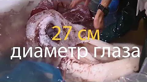 Гигантский кальмар - таинственный обитатель глубин! Интересные факты о колоссальном кальмаре.